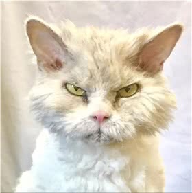 斯可可猫