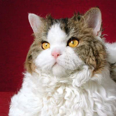 斯可可猫