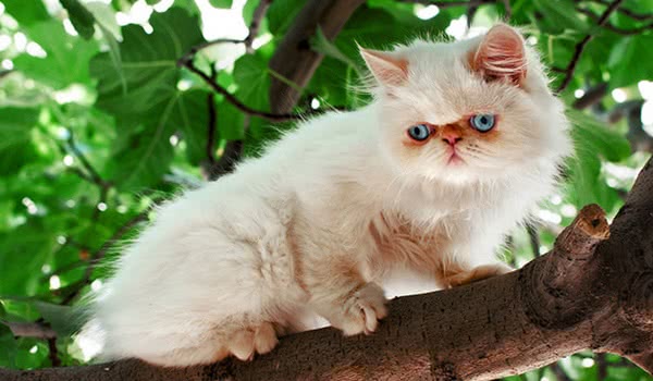 喜马拉雅猫图片