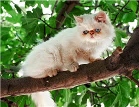 喜马拉雅猫
