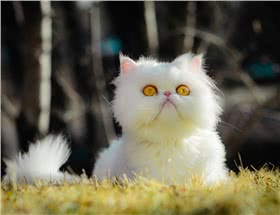 喜马拉雅猫