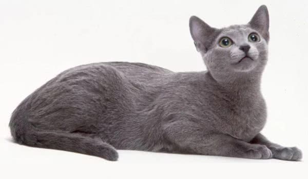 俄罗斯蓝猫 俄罗斯蓝猫