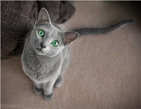俄罗斯蓝猫