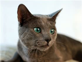 俄罗斯蓝猫