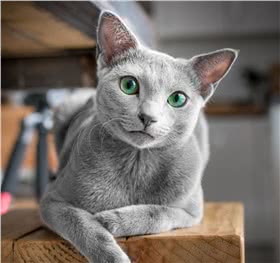 俄罗斯蓝猫