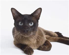 东奇尼猫