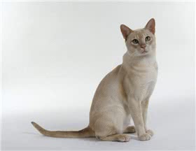 东奇尼猫