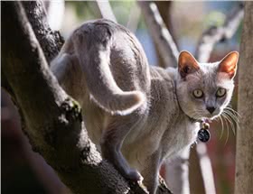东奇尼猫