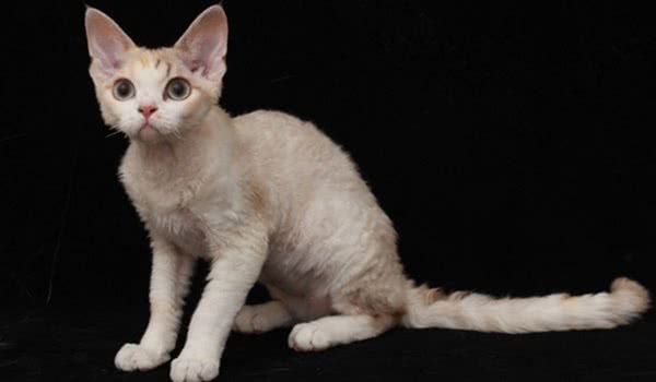 德文卷毛猫 德文卷毛猫