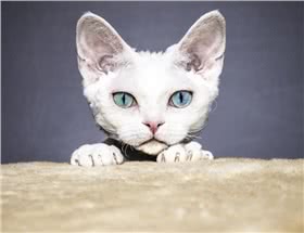 德文卷毛猫