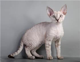 德文卷毛猫