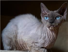 德文卷毛猫