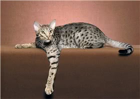 奥西猫