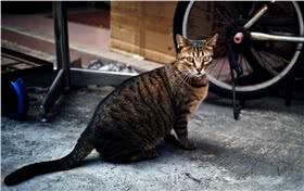 奥西猫