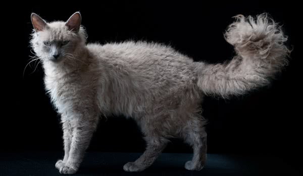 电烫卷猫 电烫卷猫