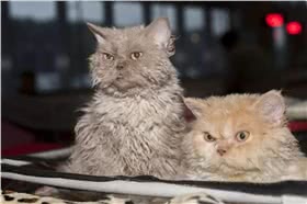 电烫卷猫