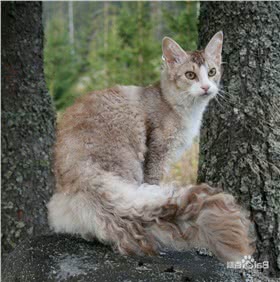 电烫卷猫
