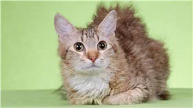 电烫卷猫