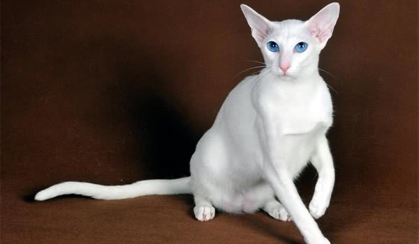 东方短毛猫图片