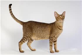东方短毛猫