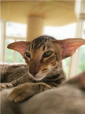 东方短毛猫