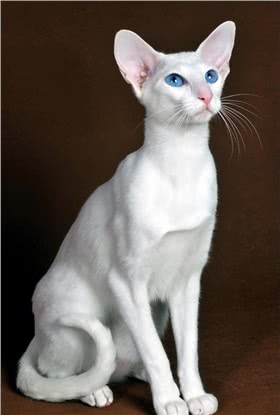 东方短毛猫