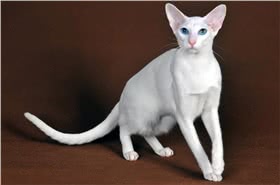 东方短毛猫