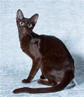 哈瓦那棕猫