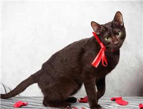 哈瓦那棕猫