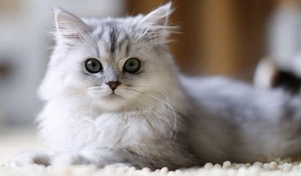 金吉拉猫