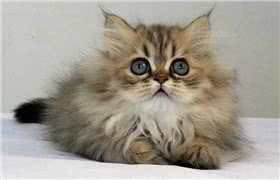 金吉拉猫