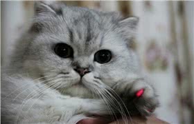 金吉拉猫