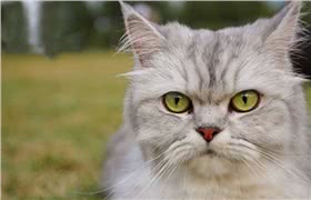 金吉拉猫