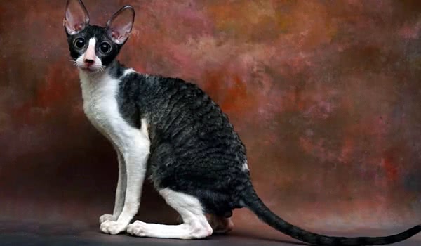 柯尼斯卷毛猫 柯尼斯卷毛猫
