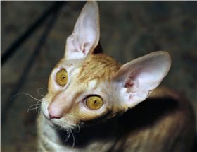 柯尼斯卷毛猫