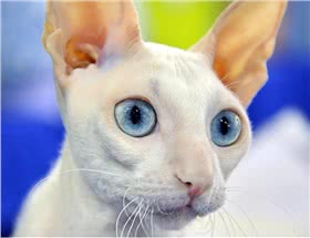 柯尼斯卷毛猫