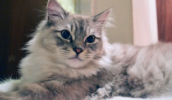 褴褛猫 褴褛猫
