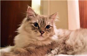 褴褛猫
