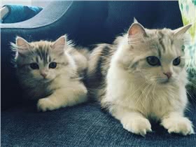 褴褛猫