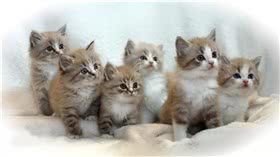 褴褛猫