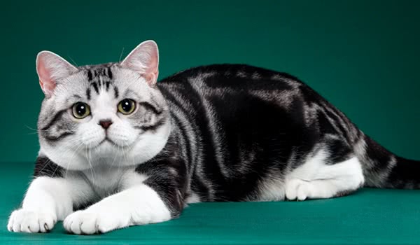 美国短毛猫