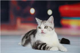 美国短毛猫