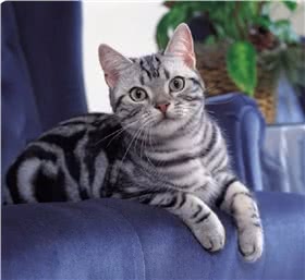 美国短毛猫