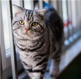 美国短毛猫