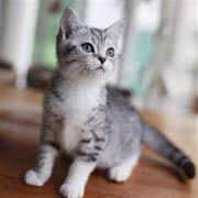 美国短毛猫
