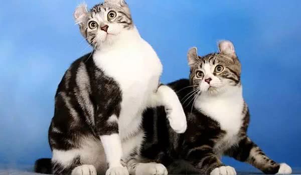 美国卷耳猫