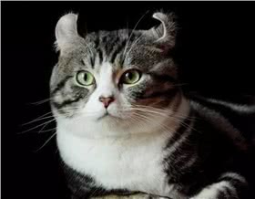 美国卷耳猫