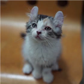 美国卷耳猫