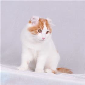 美国卷耳猫