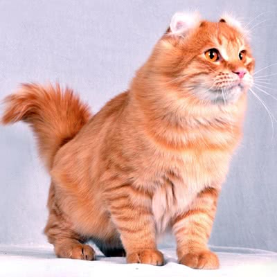 美国卷耳猫